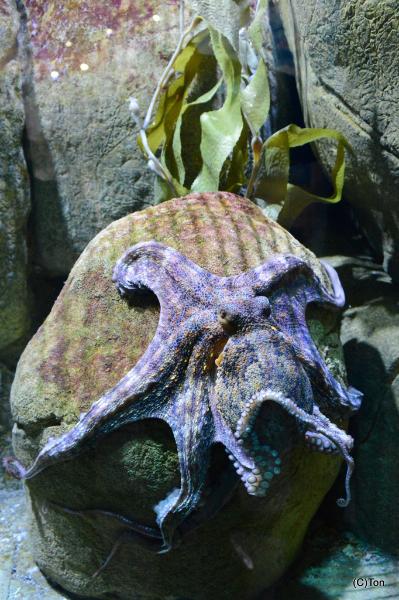 DSC_3770.JPG - Gewone octopus